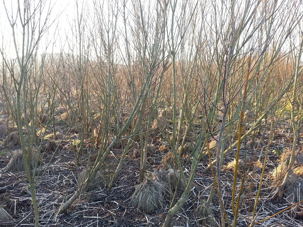 The Willow Beds have grown up amazingly - we will soon be ready to harvest our first willow for use in green structures.